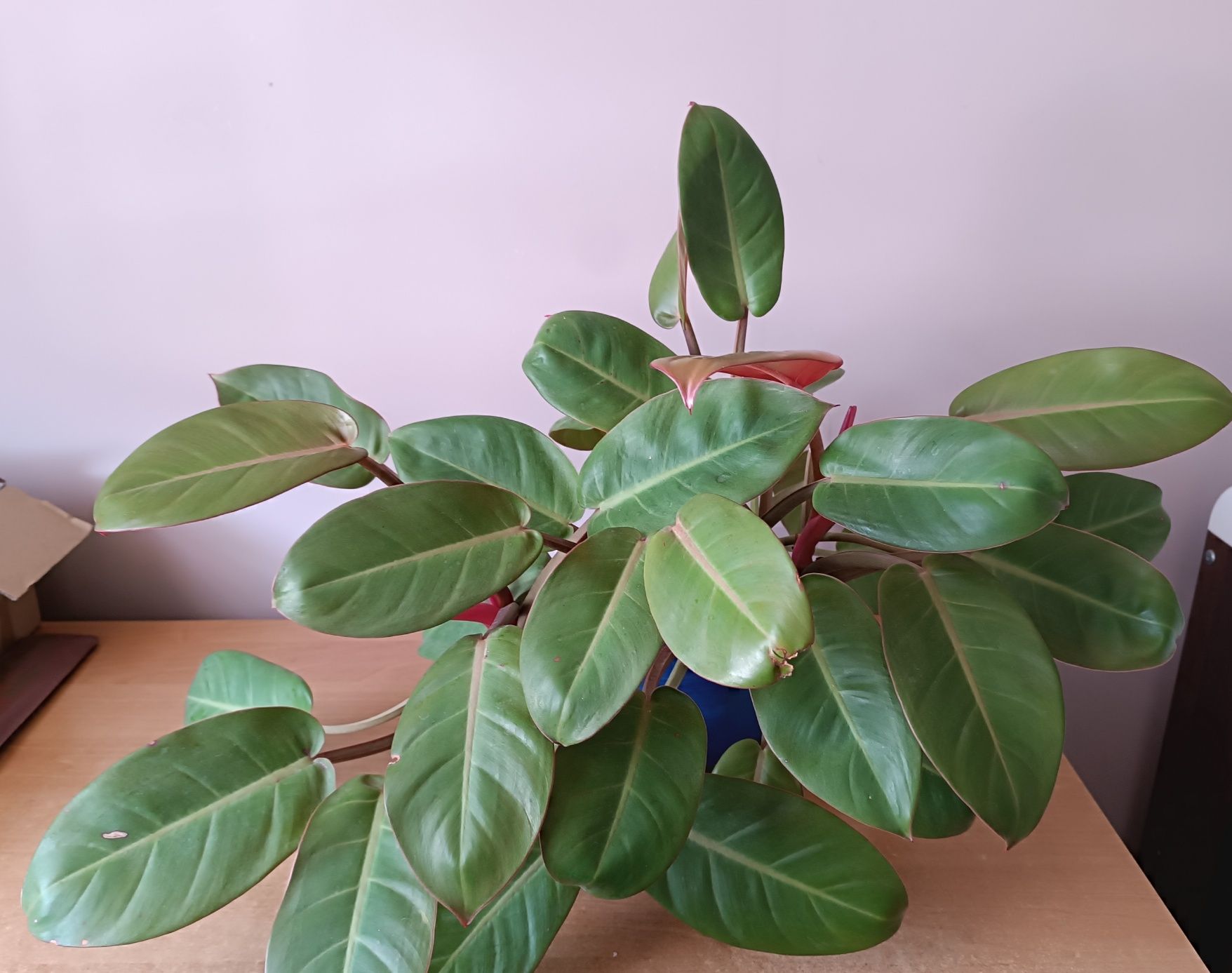 Filodendron Prince of Orange