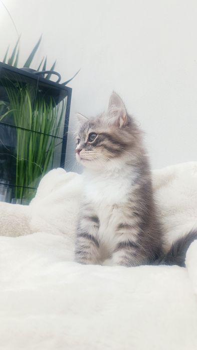 Kocurek syberyjski Skiper rodowód WCF