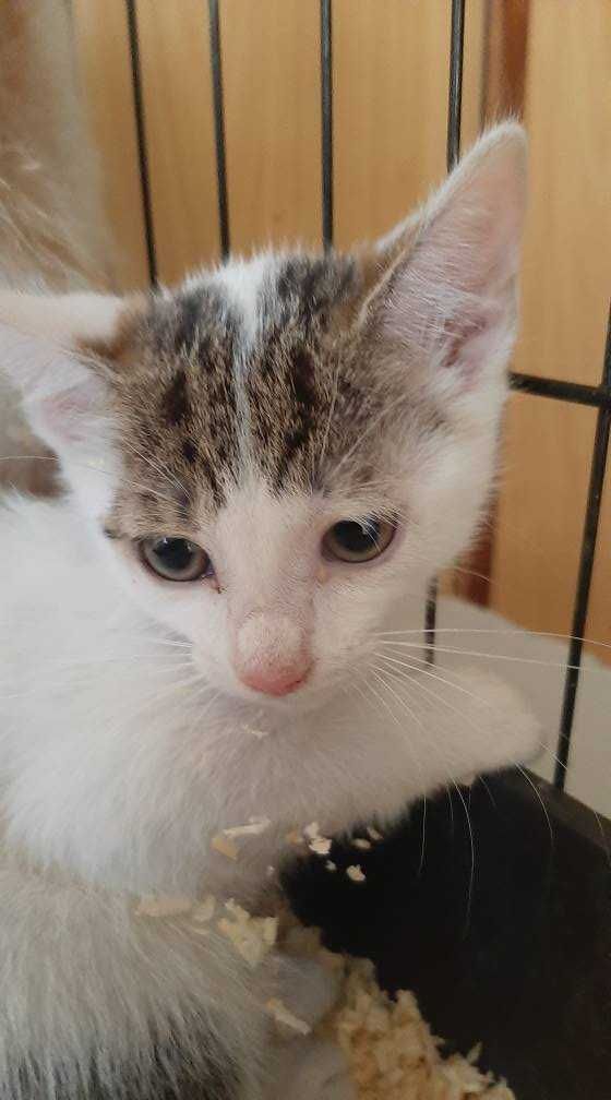 Pilne!!9 tyg kocięta (2 rude kocurki i biało szara)do adopcji Wołczyn