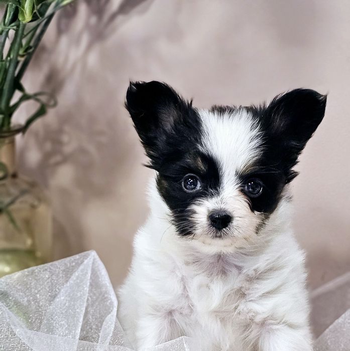 Papillon ZKwP/FCI - Spaniel Kontynentalny