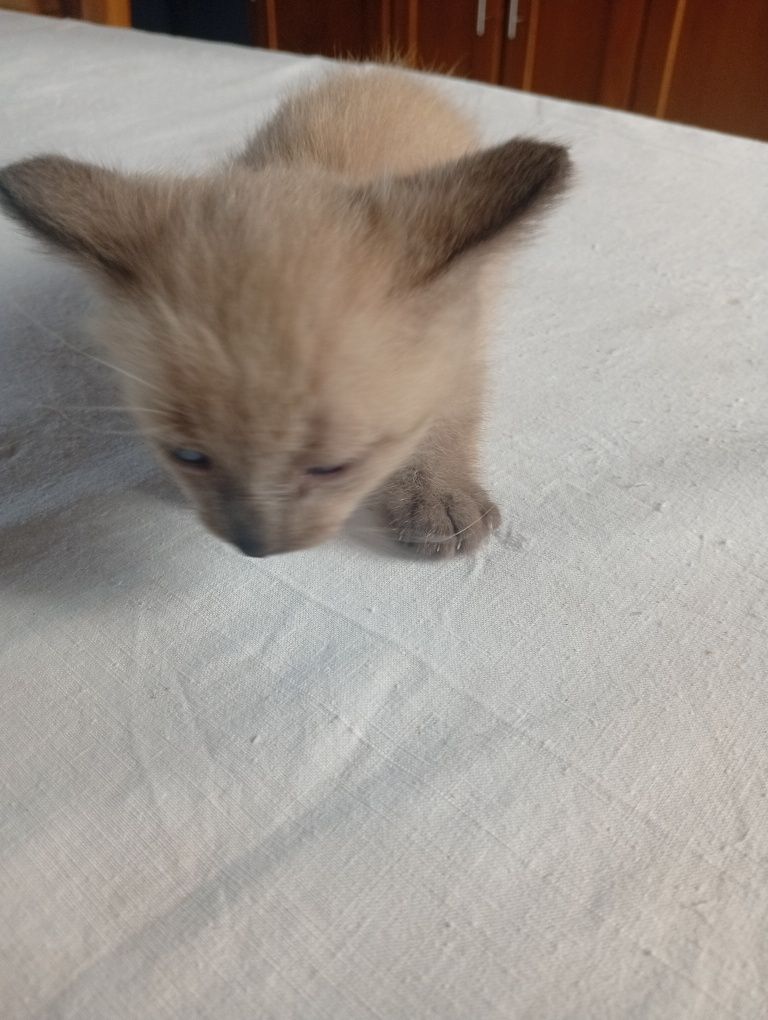 Gatinhos(as) para doar são 3 praticamente iguais