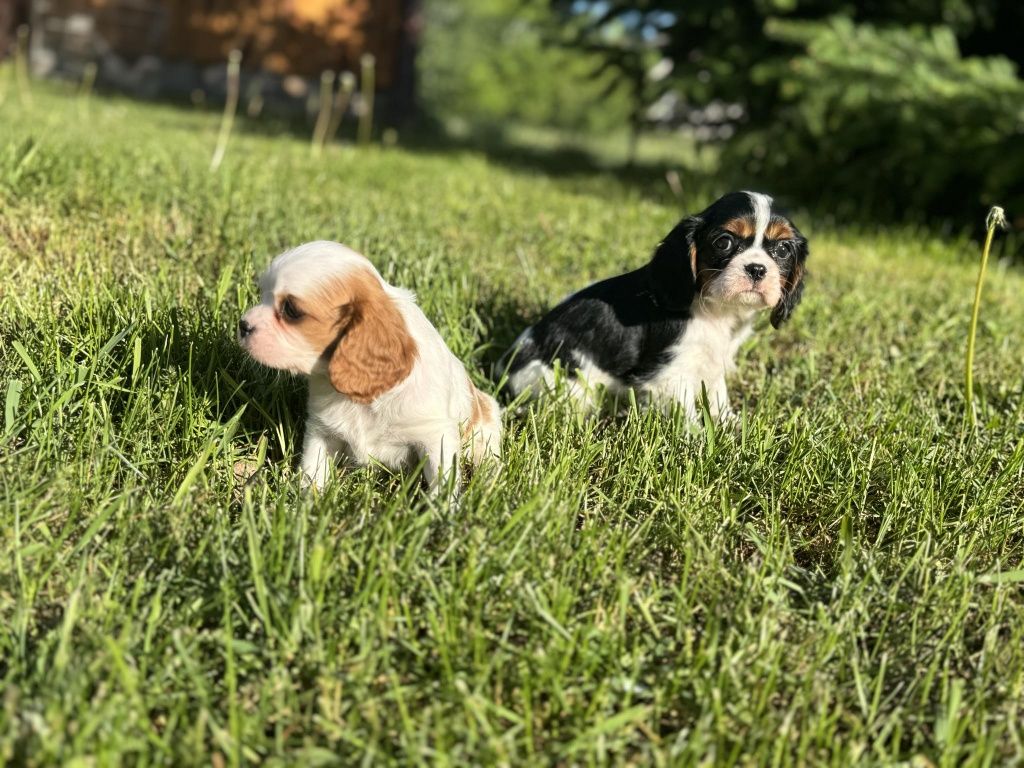 Suczka Cavalier king Charles spaniel