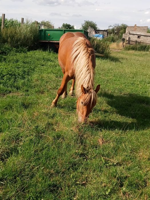 Sprzedam konie..