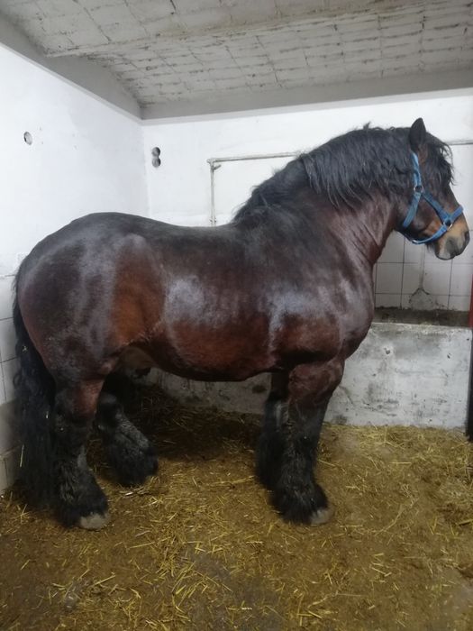 Koń zimnokrwisti Perszeron.