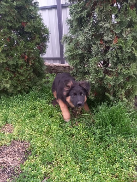 Щенок от немецкой овчарки