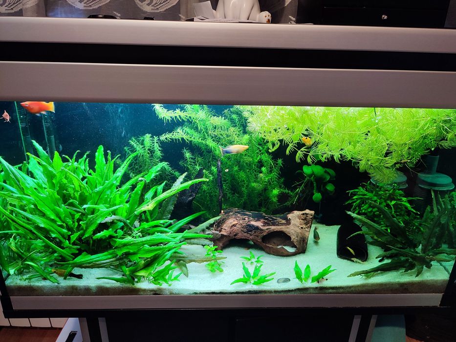 Rośliny do akwarium mix różnych