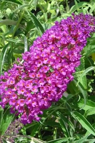 Budleya, motyli kwiat