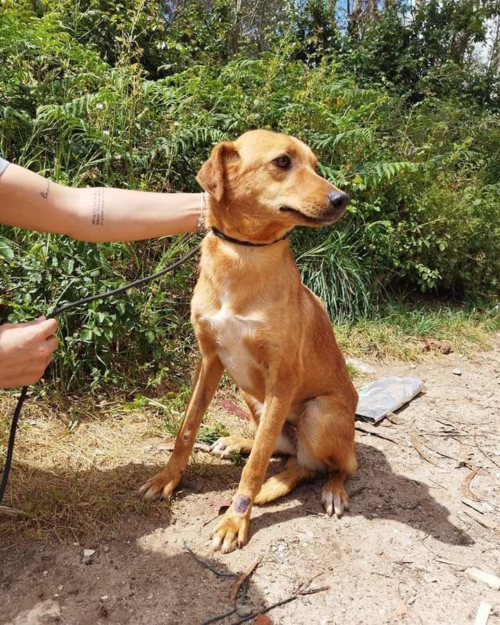 Hope- cachorra de porte médio para adoção