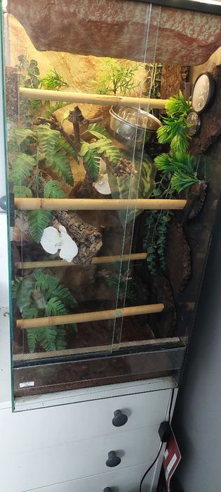 Terrarium pionowe wąż gekon jaszczurka 40x40x80