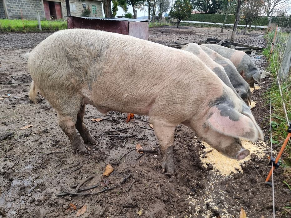 Vendo porcos bisaros.