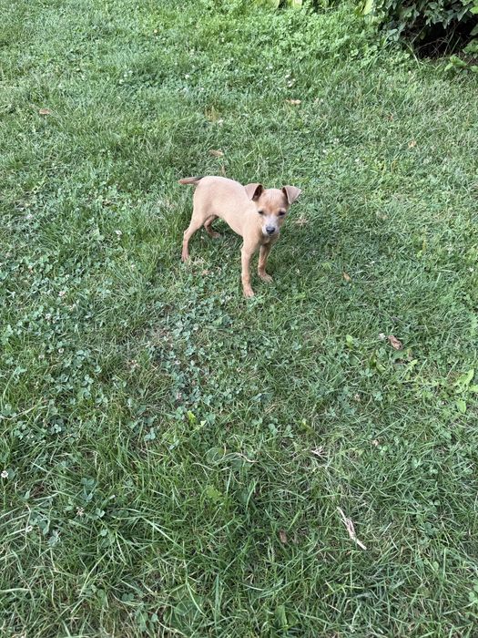 Продається дівчинка той- терєра