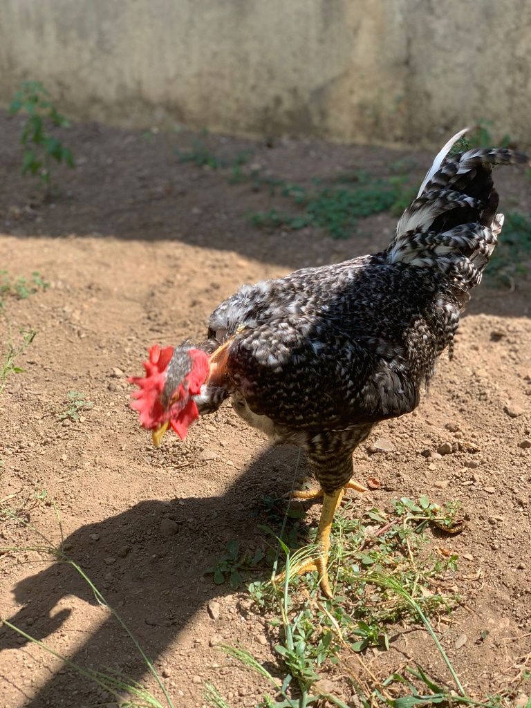 Galo predês pescoço careca
