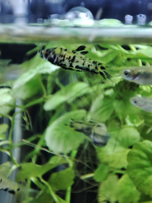 Wieloplamka Phalloceros caudimaculatus narybek z własnej hodowli