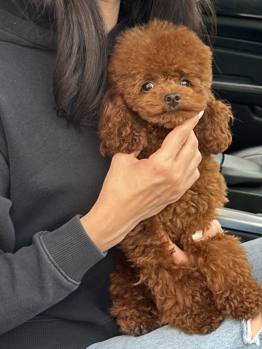 Вязка той пудель тикап Китай