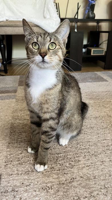 Котик Томчик шукає родину