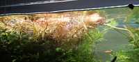 Ammannia pedicellata Golden (planta para aquário)