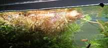 Ammannia pedicellata Golden (planta para aquário)