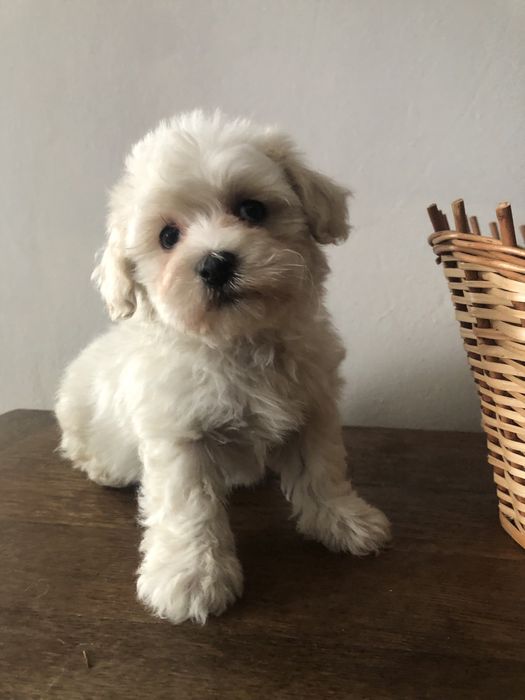 Maltipoo piesek