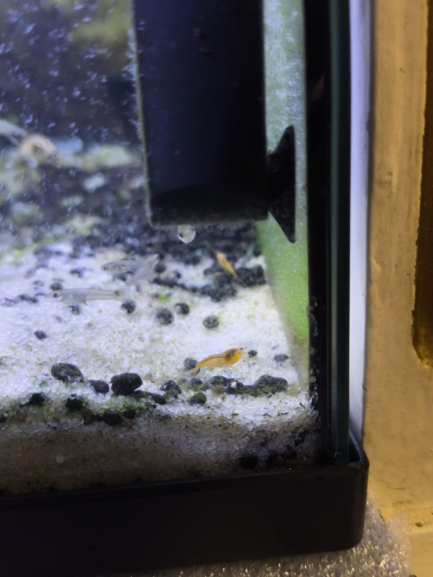 Neocaridina várias cores