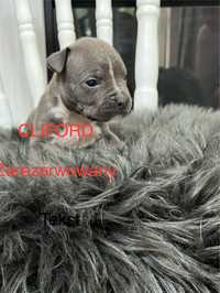 Zapraszamy do rezerwacji American Staffordshire Terrier (AMSTAFF)