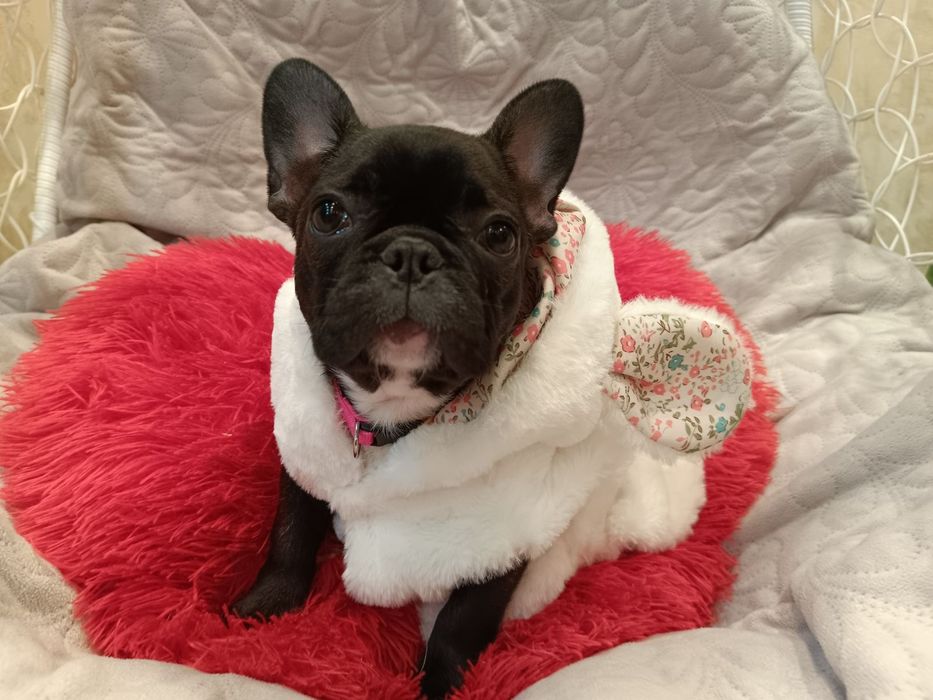 Сама мила дівчинка французьского бульдога.