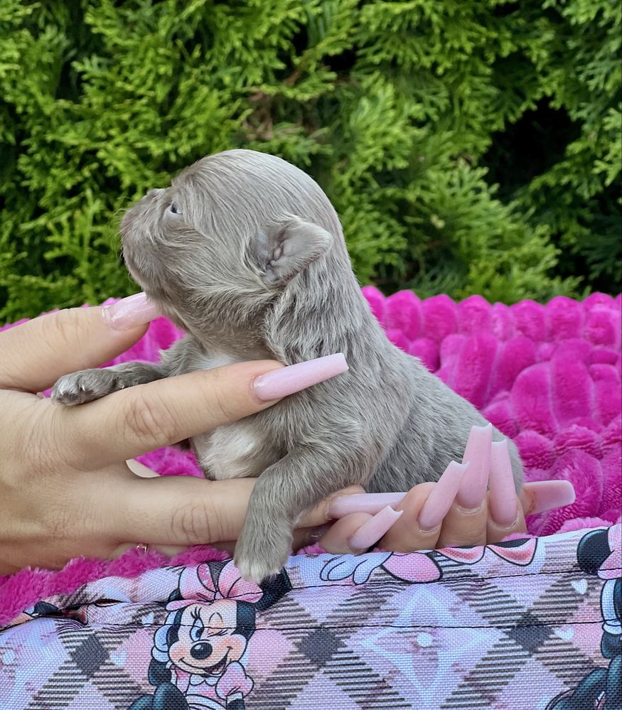 ***Chihuahua cudowny liliowy chłopczyk***