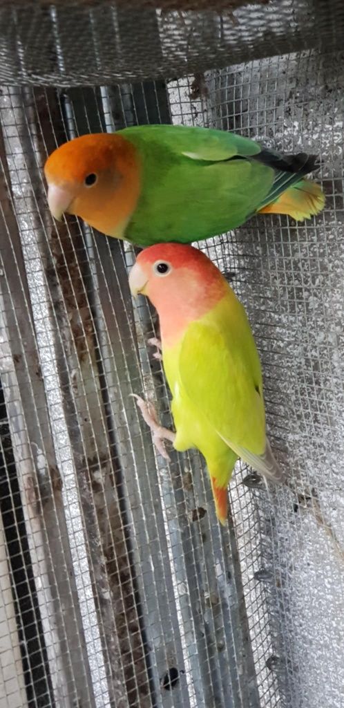 Agapornis roseicollis fêmeas