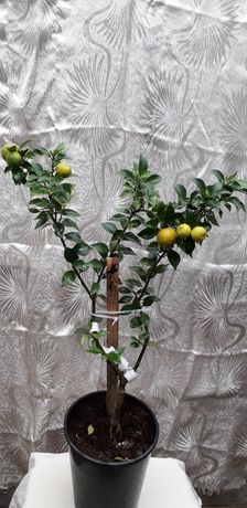 Померанец Чинотто (Citrus Myrtifolia Chinotto) ...