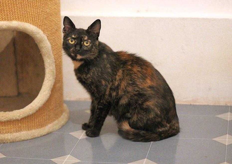 Aksamitka - kocia piękność do adopcji
