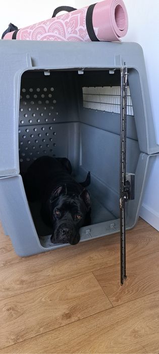 Sky kennel giant petmate dla duzego psa drybed