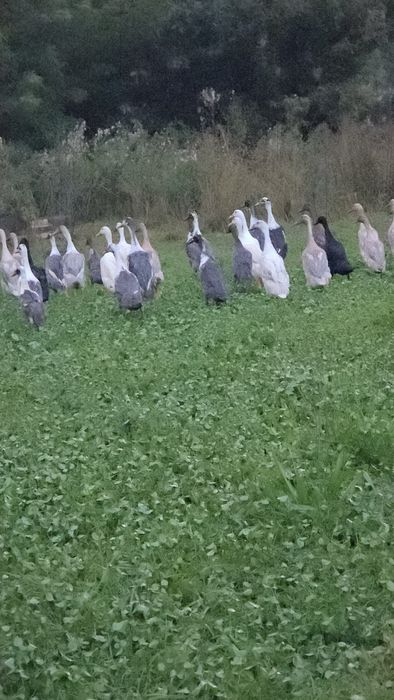 Biegus Indyjski pary