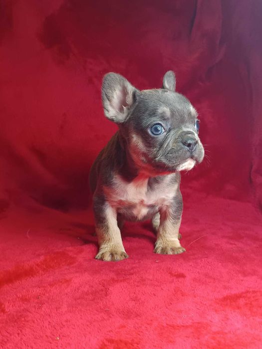 Bulldog francês macho cor Blue And Tan