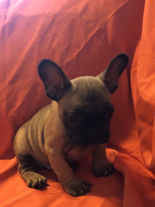 Bulldog frances.macho. Com dois meses feitos dia 8 deste mes.