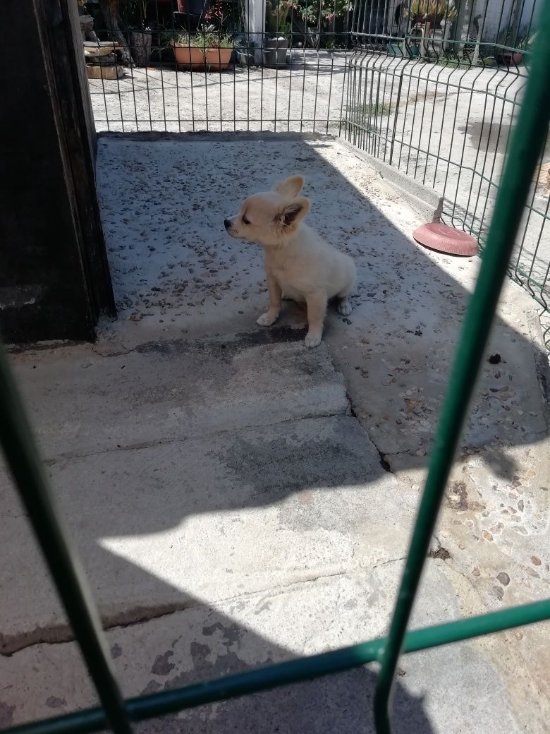 Chiuhuahua X pincher