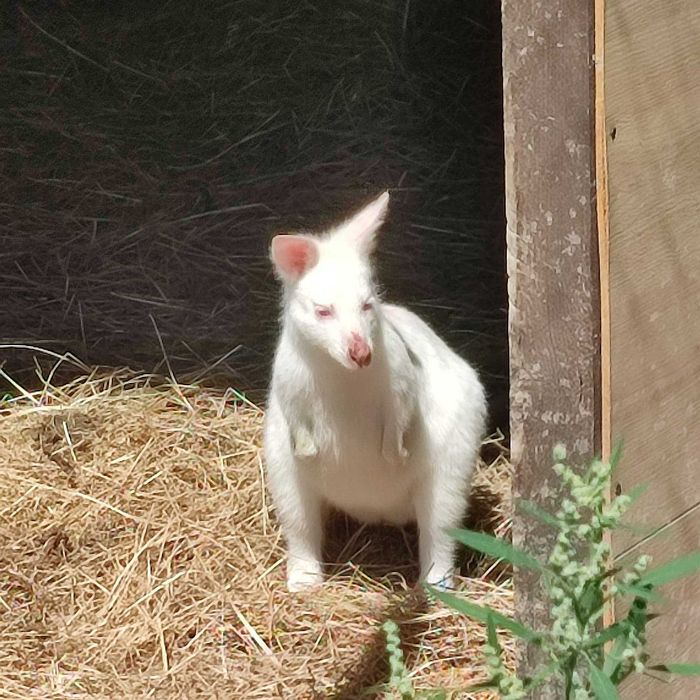 Kangury walabia  samce , samice