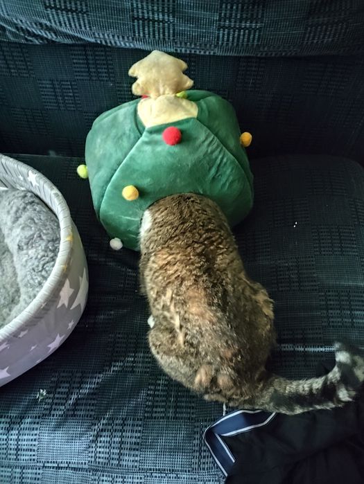 Хатинка для кошенят та суспензія