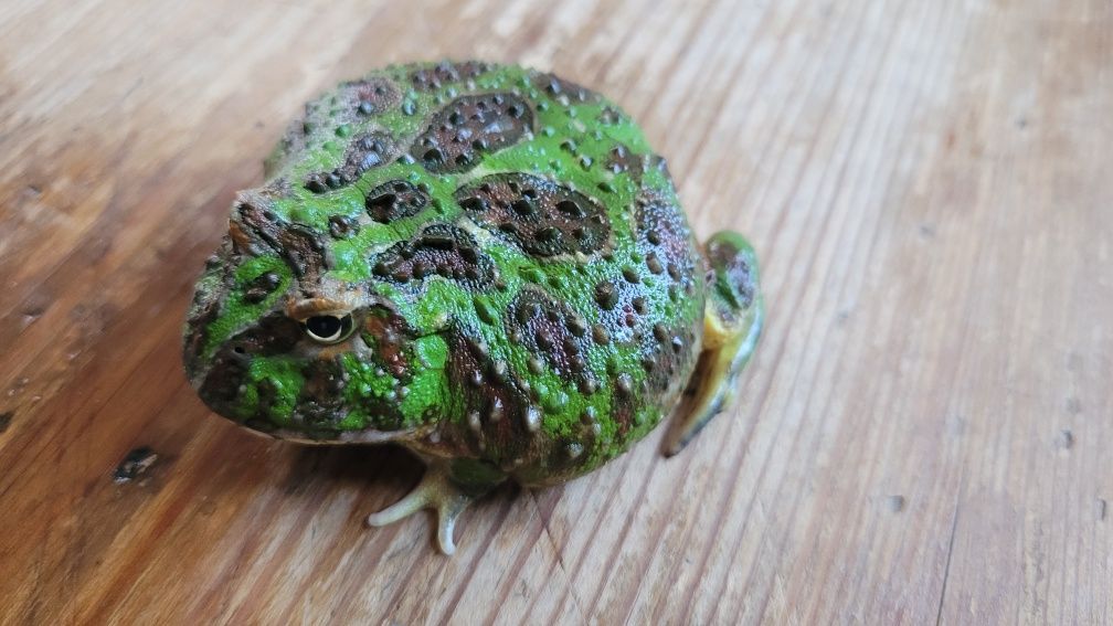 Żaba rogata OZDOBNA - Ceratophrys ORNATA