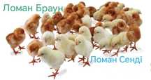 Loman Браун і Сенді Несушка+Петухи Півні Птиця Кури Циплята  Цыплята