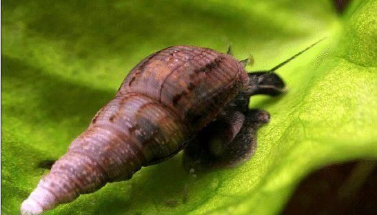 Buzios Melanoides Tuberculata