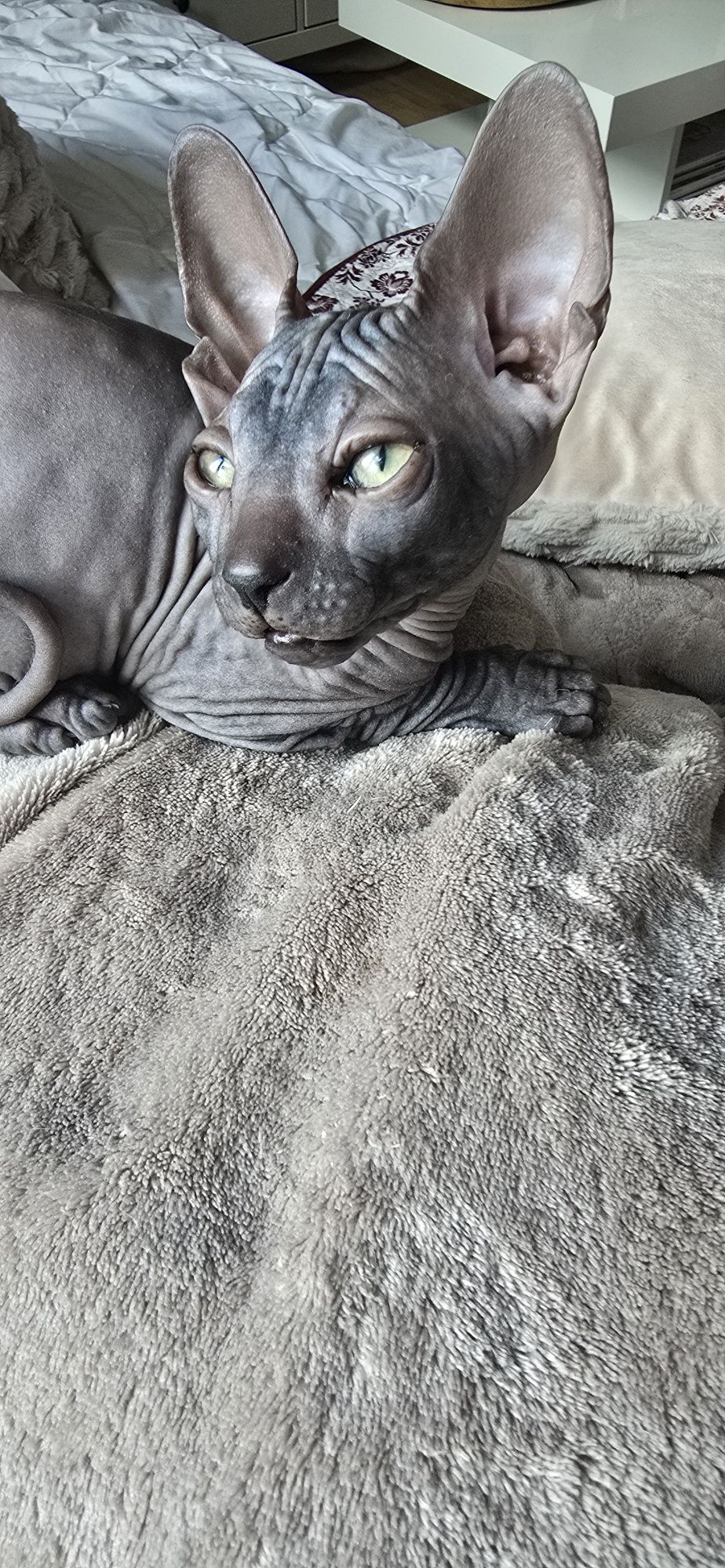 WCF DON Sphynx kotek