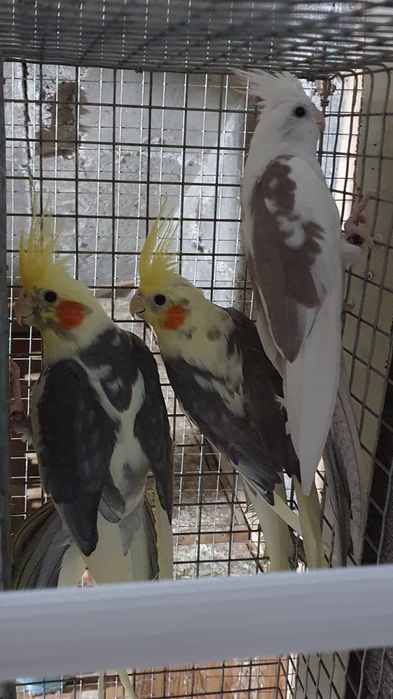 Vendo casais de caturras reprodutores