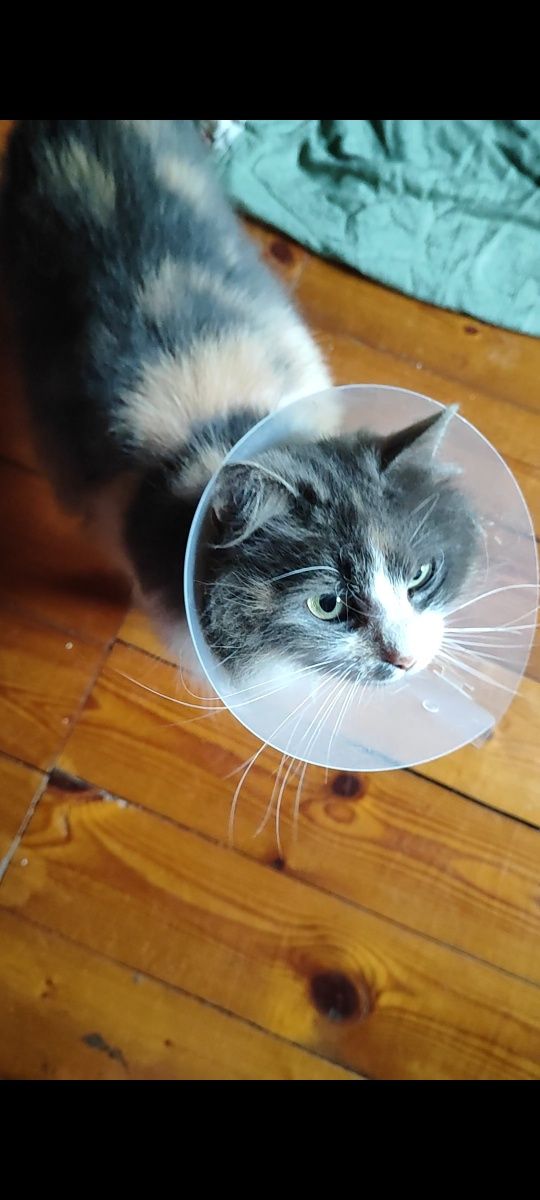Кішка з операцією (не буде народжувати та проситися гуляти)