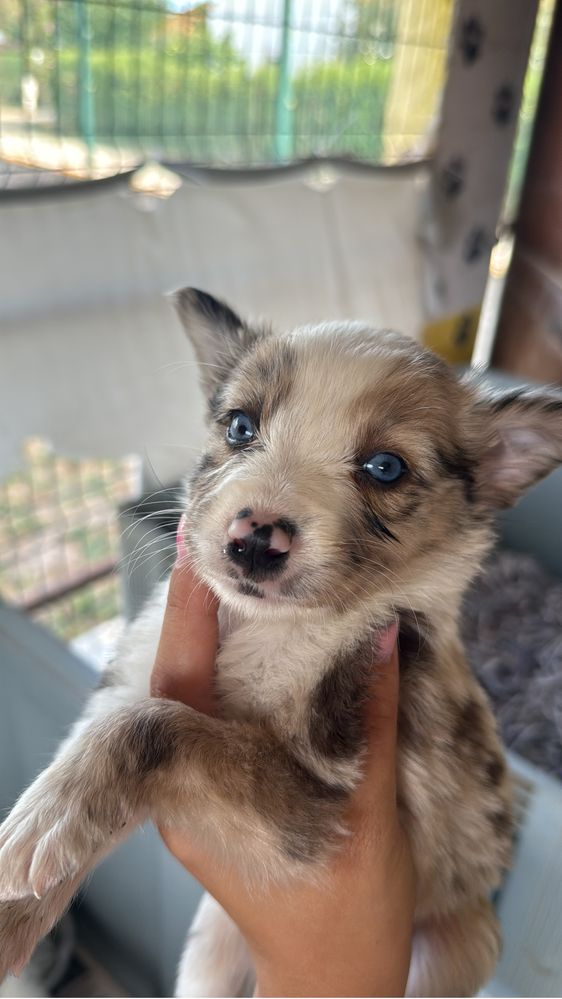 Border collie choco Merle