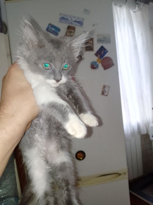 Отдам замечательных котят только в хорошие руки