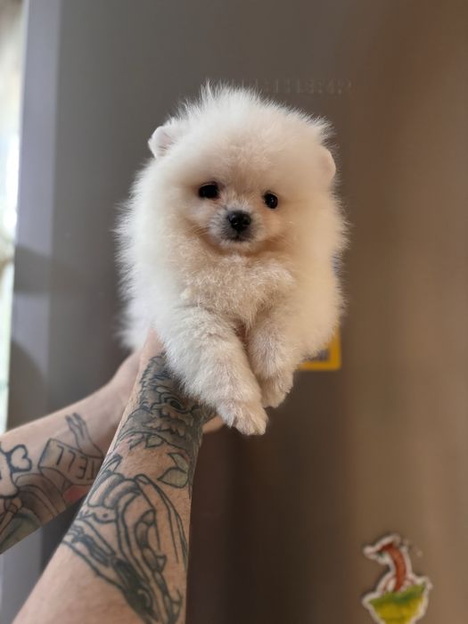 шикарний Ведмедик шоу класу