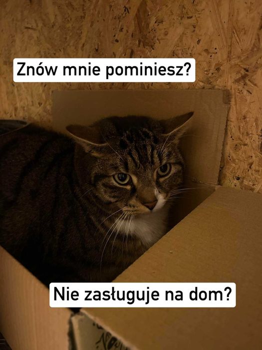 Lenon ok 3 let.pięknie umaszczony kocurek traci nadzieję Koty do adopc