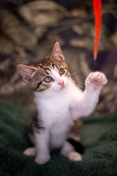 Uroczy bracia do adopcji!