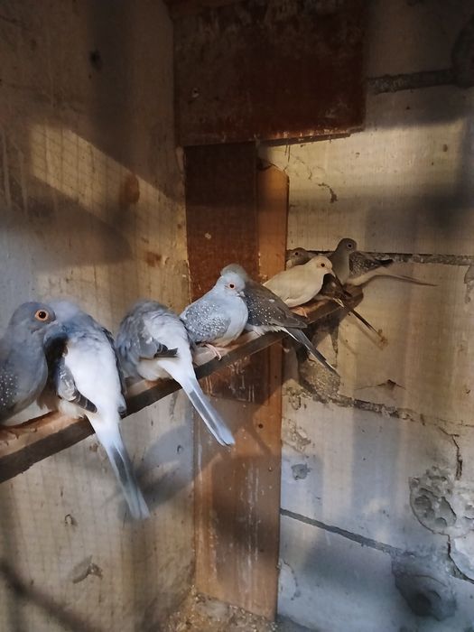 Sprzedam  gołąbki diamentowe 60 zł sztuka