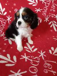 Sunia cavalier King Charles spaniel tricolor