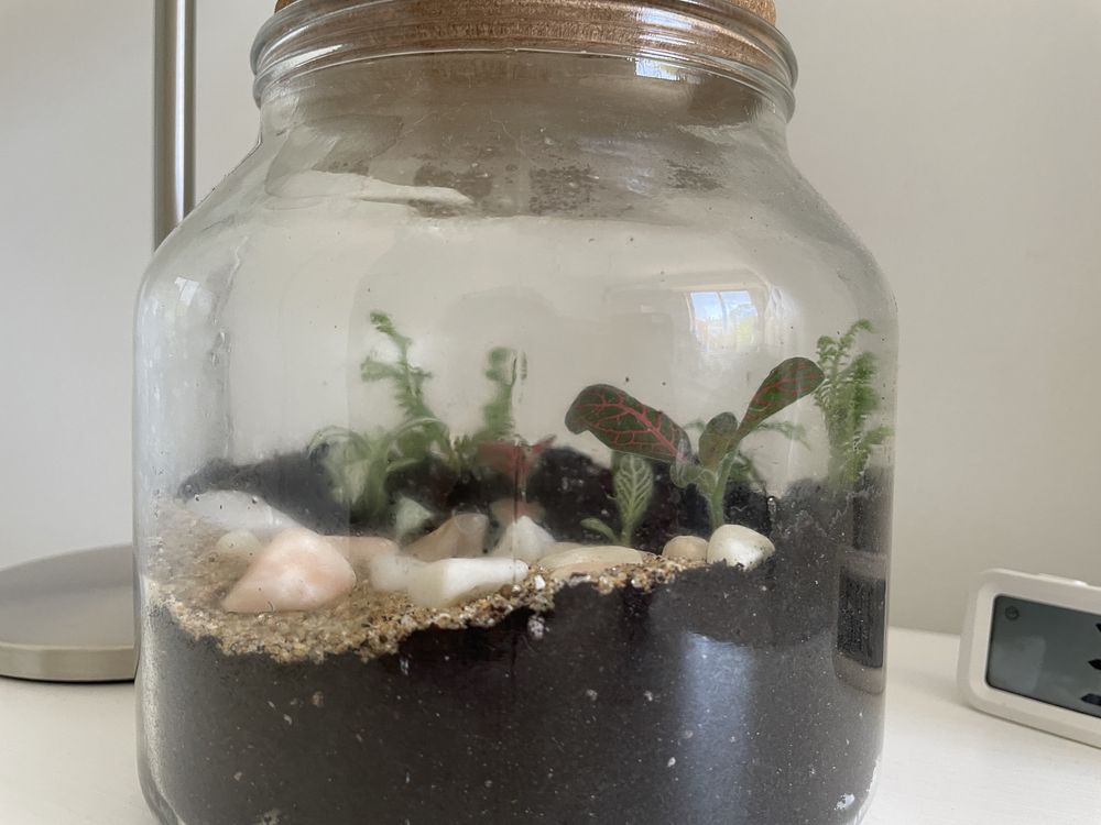 Terrário com plantas (tamanho médio)